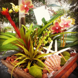 Dish Gardens