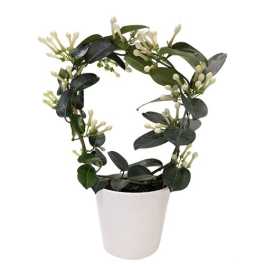 5" Stephanotis in Ceramic