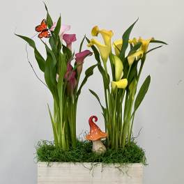 Two calla lily arrangements in a wooden box with a small mushroom accent