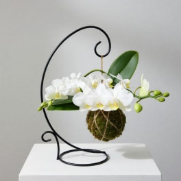 White orchids arranged in a hanging moss ball on a black metal stand
