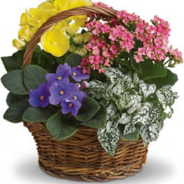 Basket of potted flowering plants in yellow, pink, and purple