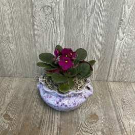 Potted African Violets