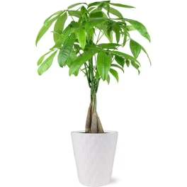 Money Tree
