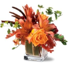 Orange Spice Bq