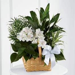 Basket of green houseplants with white flowers and a white ribbon