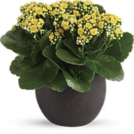 Yellow flowering plant in a dark round pot