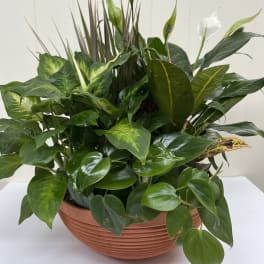 Lush green potted plant arrangement with white peace lily blooms