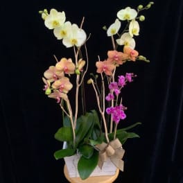 Potted orchid arrangement with white, peach, and magenta blooms in a white container