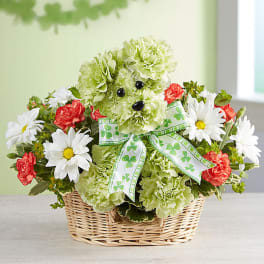 Basket arrangement with green carnations, daisies, and a shamrock ribbon