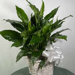 Potted green peace lily in a woven basket with a white ribbon