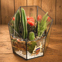 Geometric glass terrarium with cacti and bright orange blooms