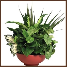 Dish Garden