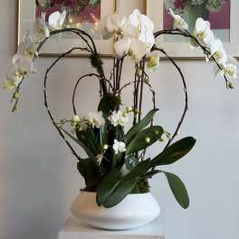 CASCADE ORCHID#2