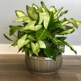 Ceramic Dishgarden