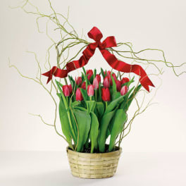 Potted red and pink tulips in a woven basket with curly branches and a red ribbon arch.