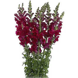 Bundle of magenta snapdragons with green stems