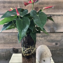 Potted anthurium plant in a glass vase with red blooms