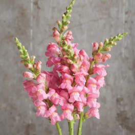 Pink snapdragon stems with clustered blossoms