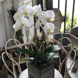 White orchids arranged in a square planter on a table