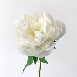 Single white peony bloom with a green stem on a plain background