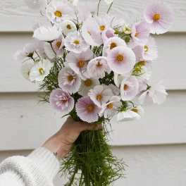 White Cosmo bunch