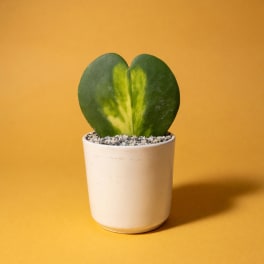 Heart-shaped variegated plant in a white pot