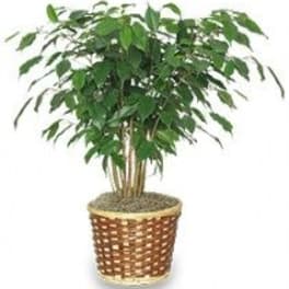 BENJAMIN FIG TREE