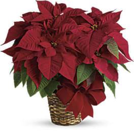Red poinsettia plant in a woven basket with a ribbon