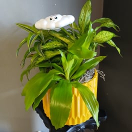 Potted green plant in a yellow textured pot with a small cloud topper