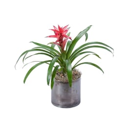 Potted bromeliad plant with a red flower spike in a gray container