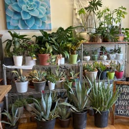 Assorted potted houseplants and succulents displayed on metal shelves
