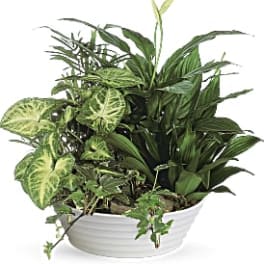 Assorted green houseplants in a low white ceramic bowl