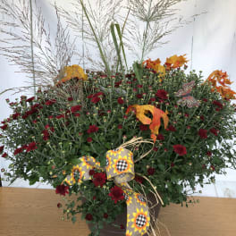 Magnificent Fall Mum