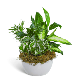 Zen Dish Garden