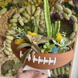 Football-shaped succulent arrangement in a terracotta planter