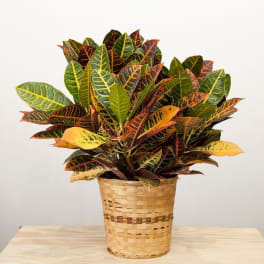 Croton plant in a woven basket pot on a light table