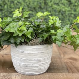 IVY PLANTER