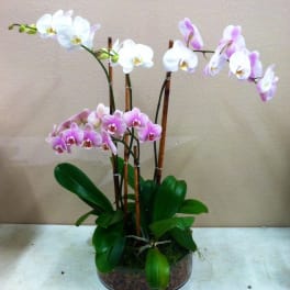 Potted orchid plant with white and pink blooms
