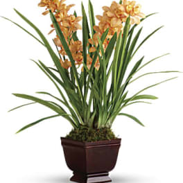 Potted orchid plant with orange blooms in a dark planter