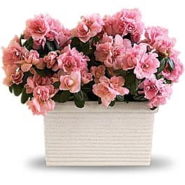 Pink flowers arranged in a rectangular white planter