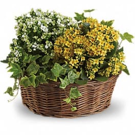Basket of yellow and white flowering plants with ivy