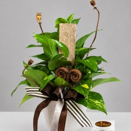 Potted green plant arrangement with decorative ribbon and dried seed pods