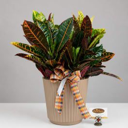 Croton plant in a beige pot with a plaid ribbon