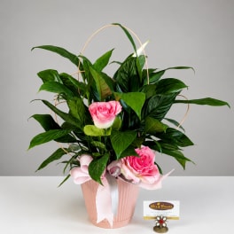 Pink roses arranged in a pink pot with a ribbon and arch handle
