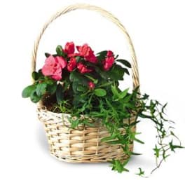 Pink flowers in a wicker basket with trailing greenery