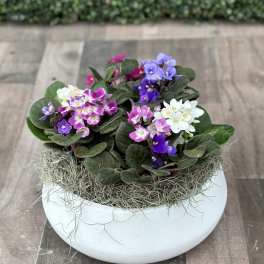Potted African violets in pink, purple, and white in a white bowl planter