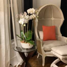 White orchid plant in a white pot on a small table