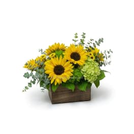 Sunflower arrangement in a wooden box with green hydrangea and eucalyptus