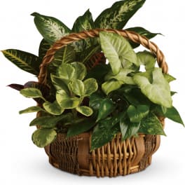 Basket of assorted potted houseplants with variegated leaves