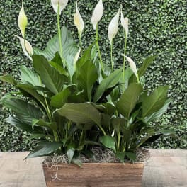 PEACE LILY PLANTER